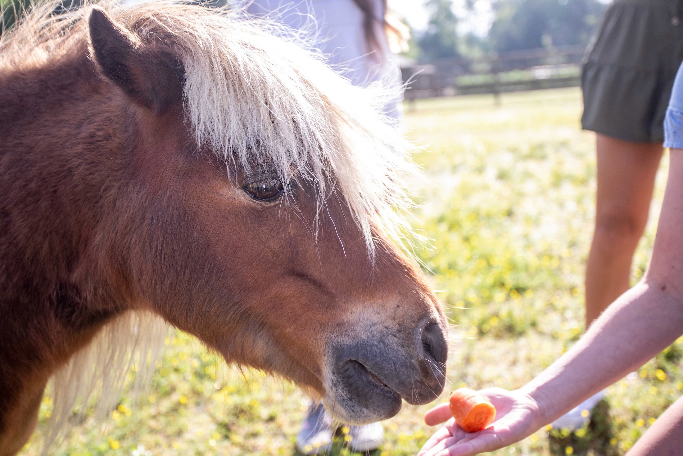 A child feeds carrots to a pony at Barnsley Farm.