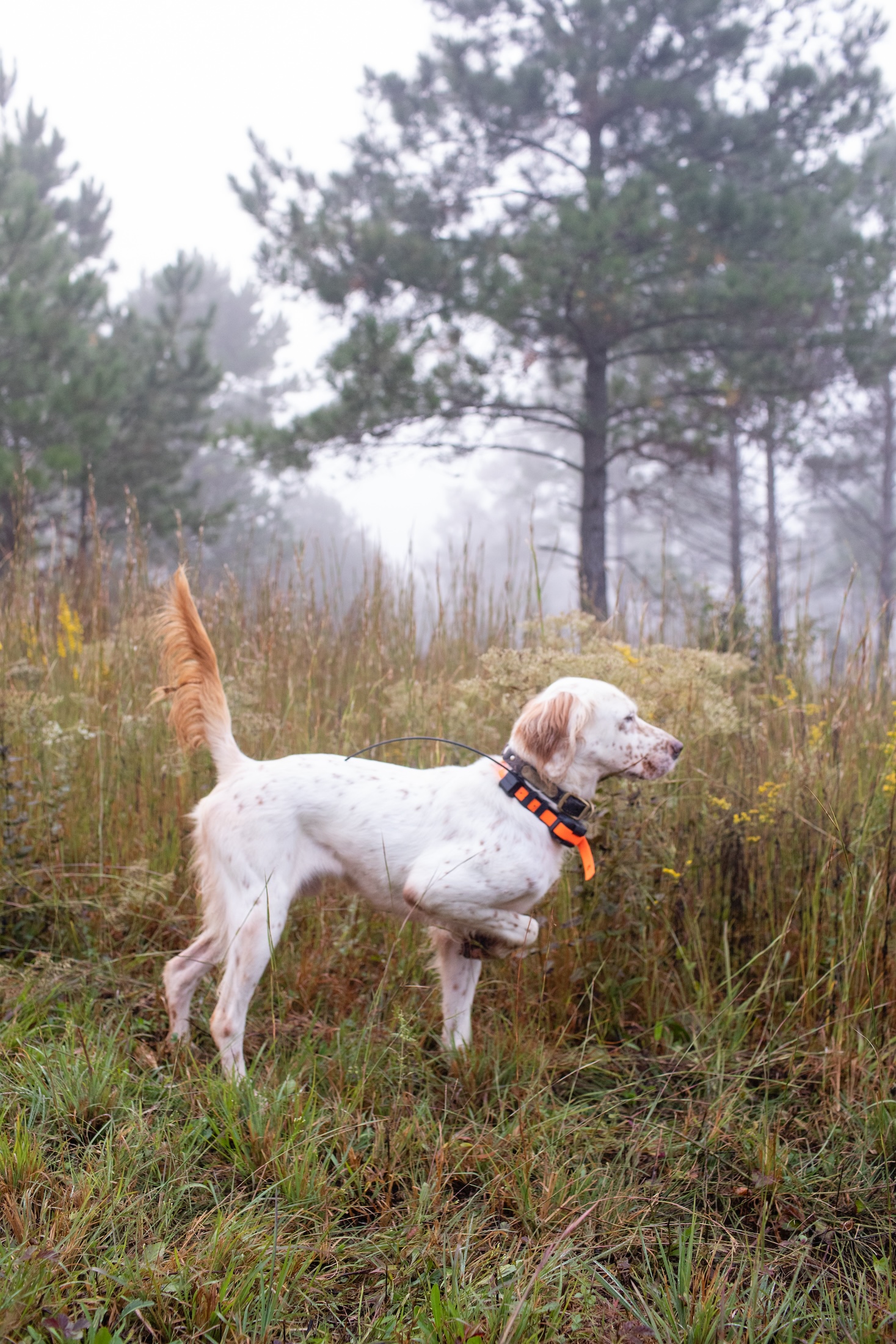 A hunting dog points in a grassy field on a fall day.