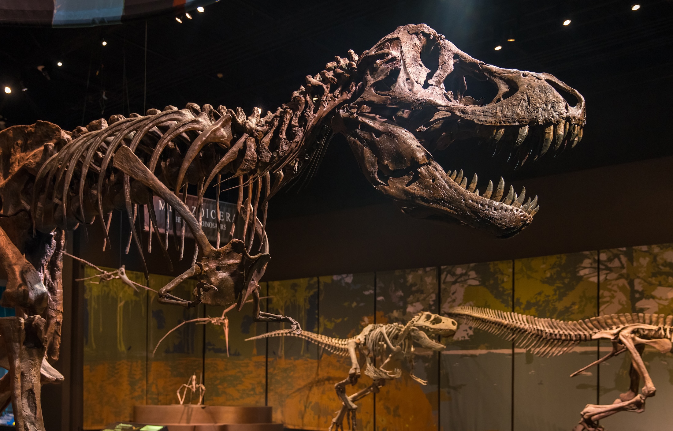 Dinosaur skeletons on display at Tellus Science Museum.