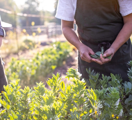 A chef picking herbs outside on a sunny day.