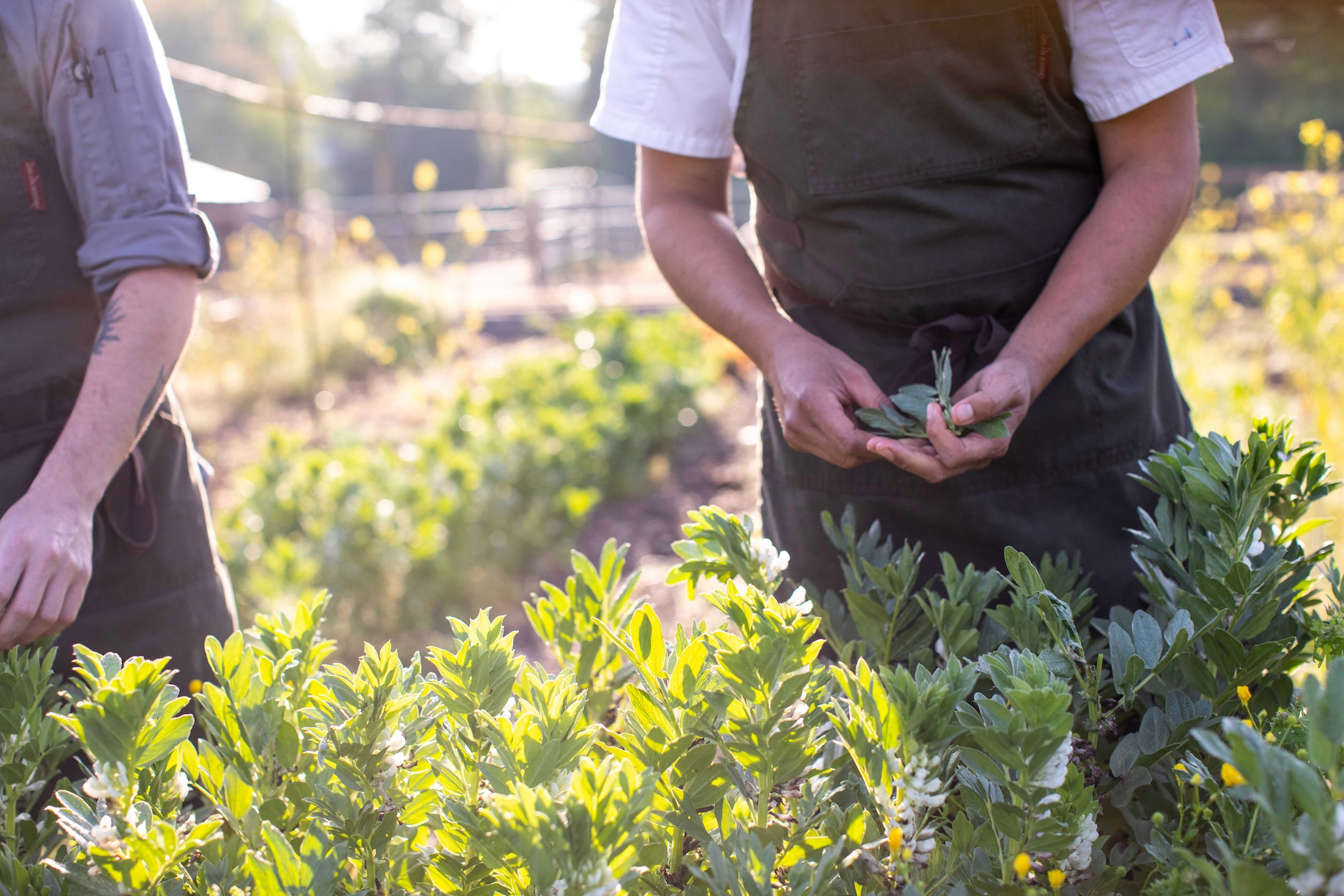 A chef picking herbs outside on a sunny day.