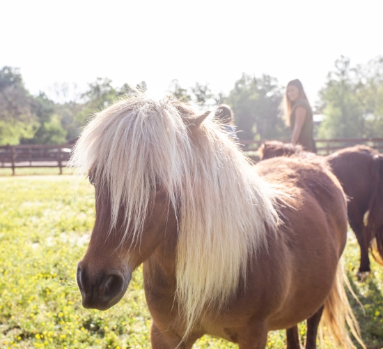 A pony in a field with a family on a sunny day.