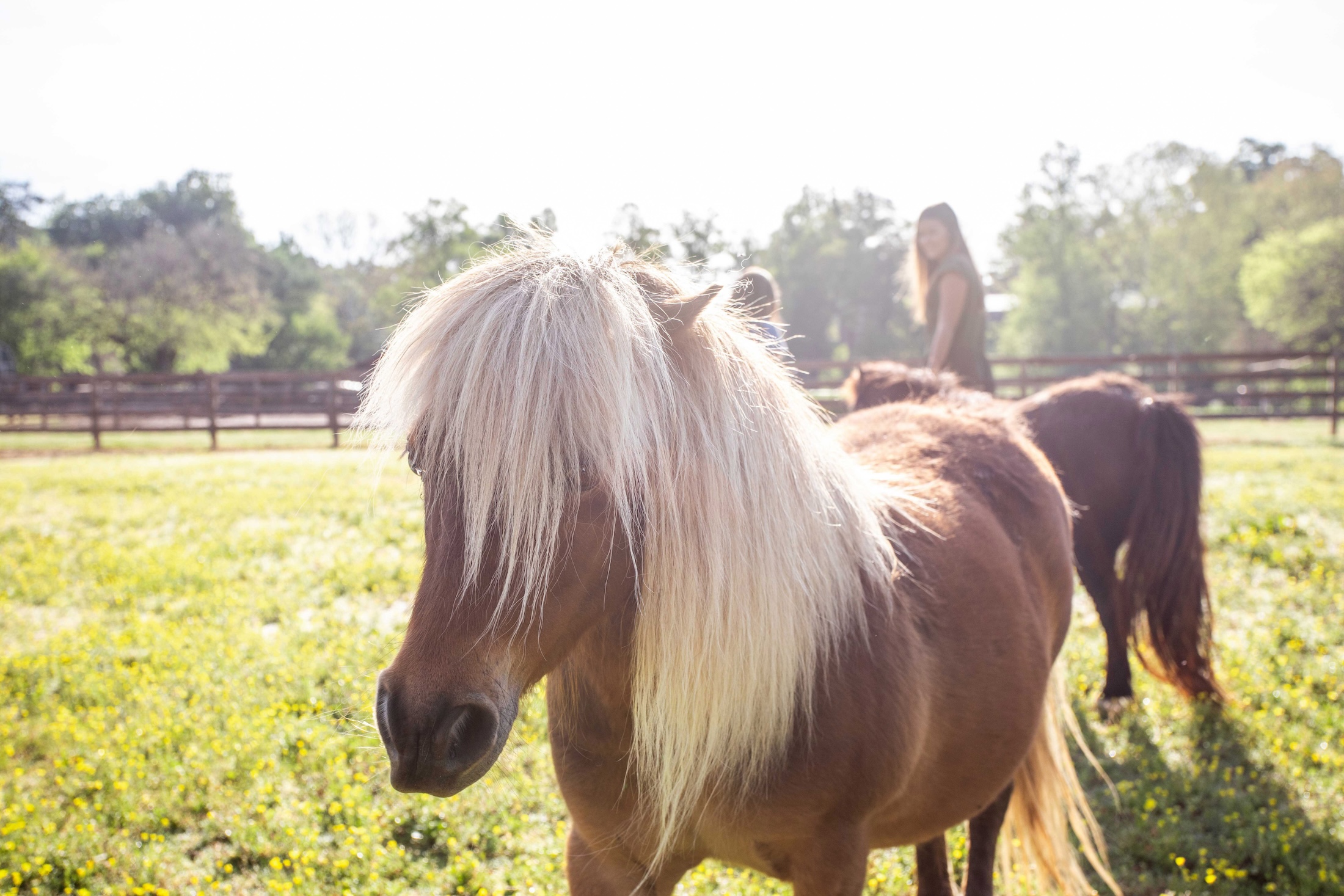 A pony in a field with a family on a sunny day.