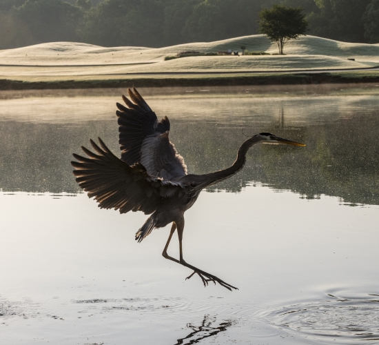 A heron landing on a lake by the golf course at Barnsley Resort.