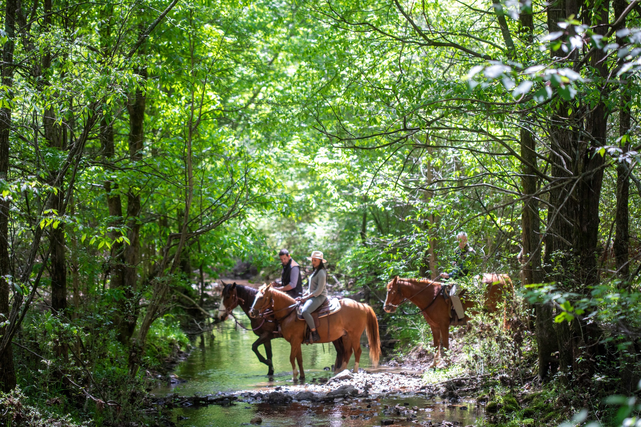 Three people on horses ride through a shallow brook in a green, wooded area.