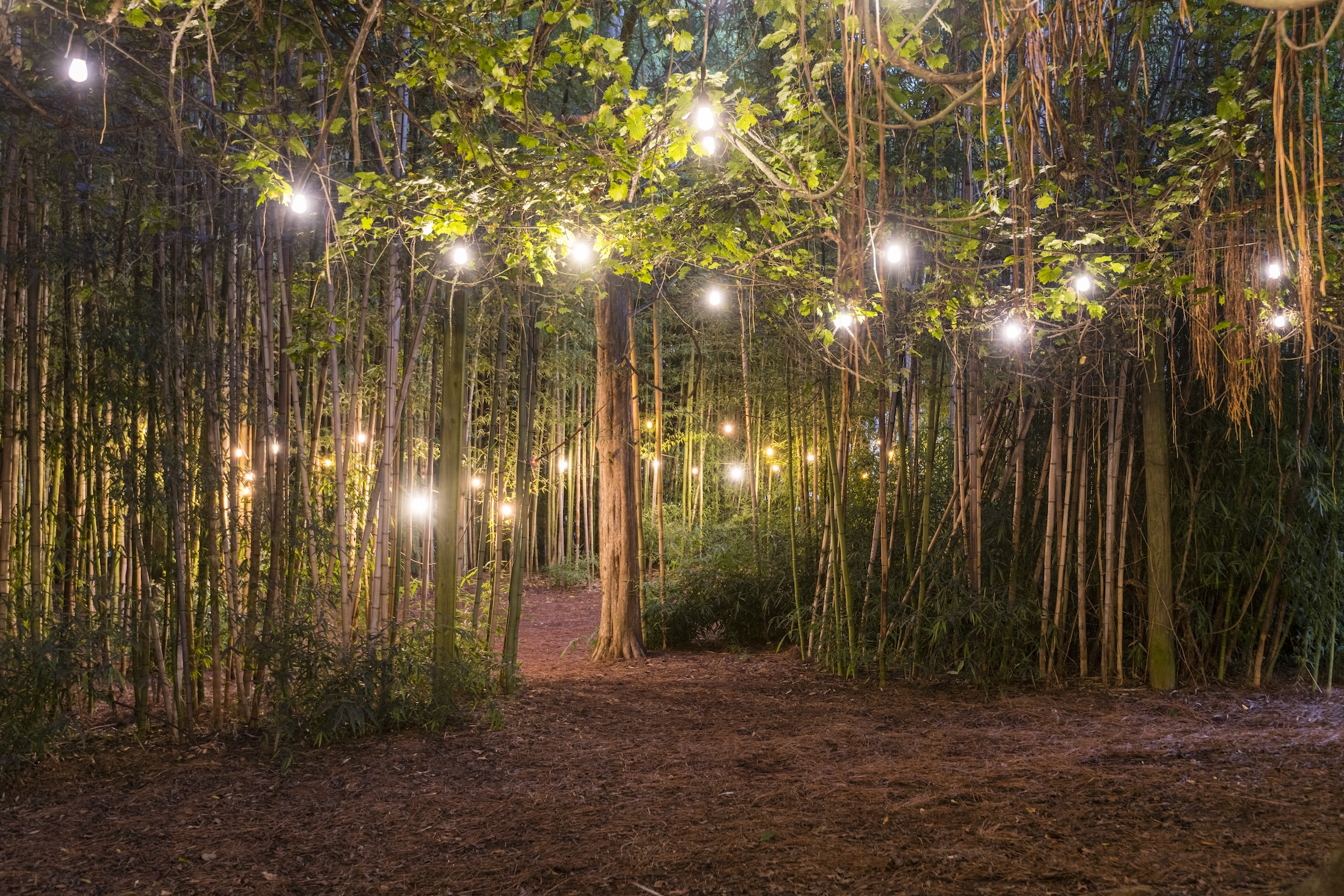 Underneath tall bamboo trees at night with illuminated string lights.