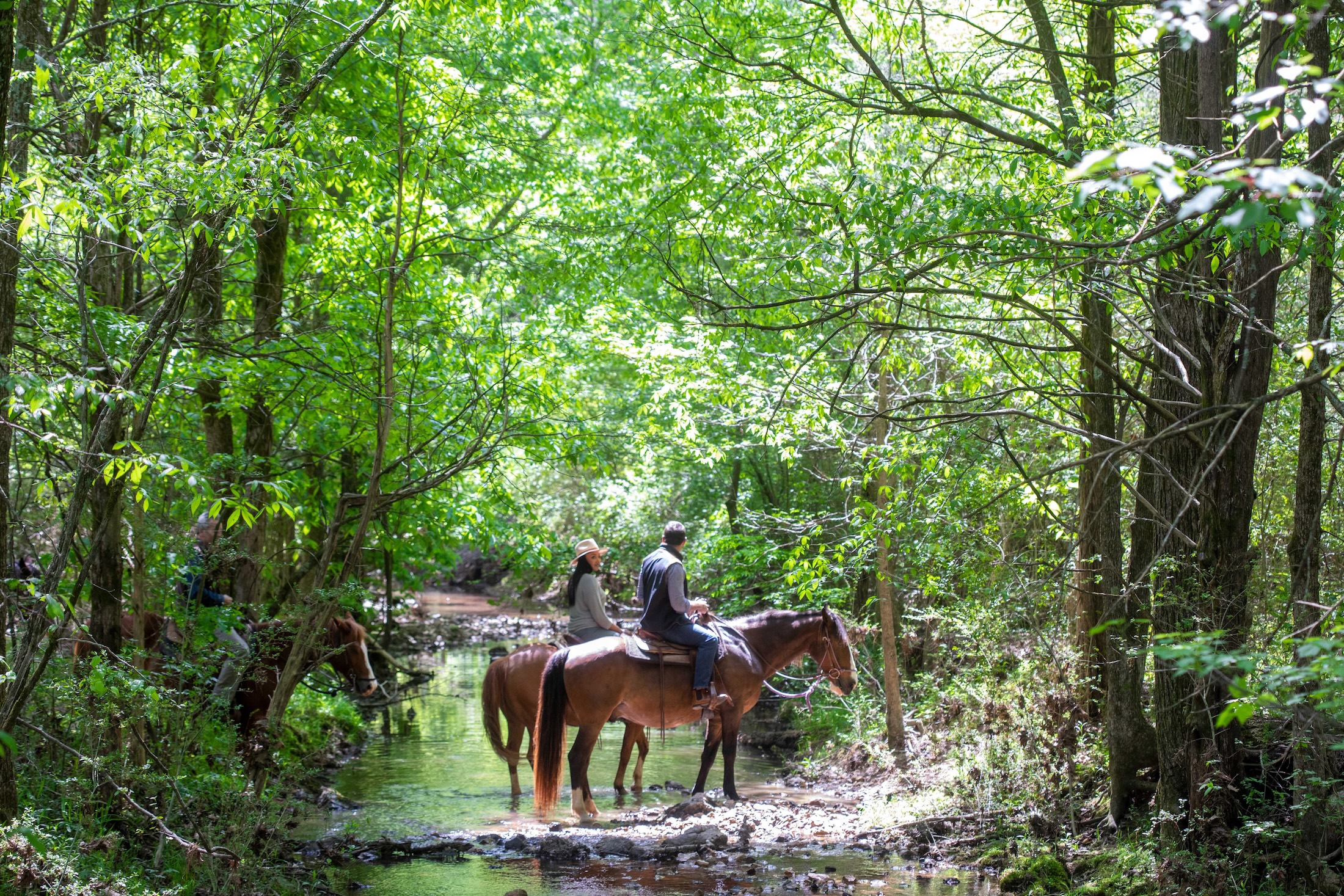 Three people on horses ride through a shallow brook in a green, wooded area.