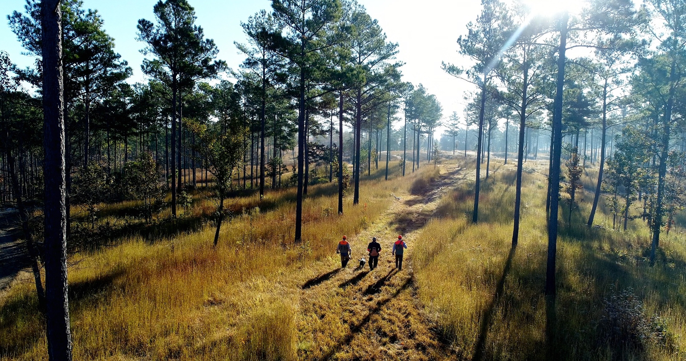 An aerial view of three people in hunting gear with a dog walking through a cleared forest path.