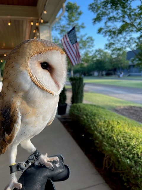 An owl with the Barnsley Resort in the background.