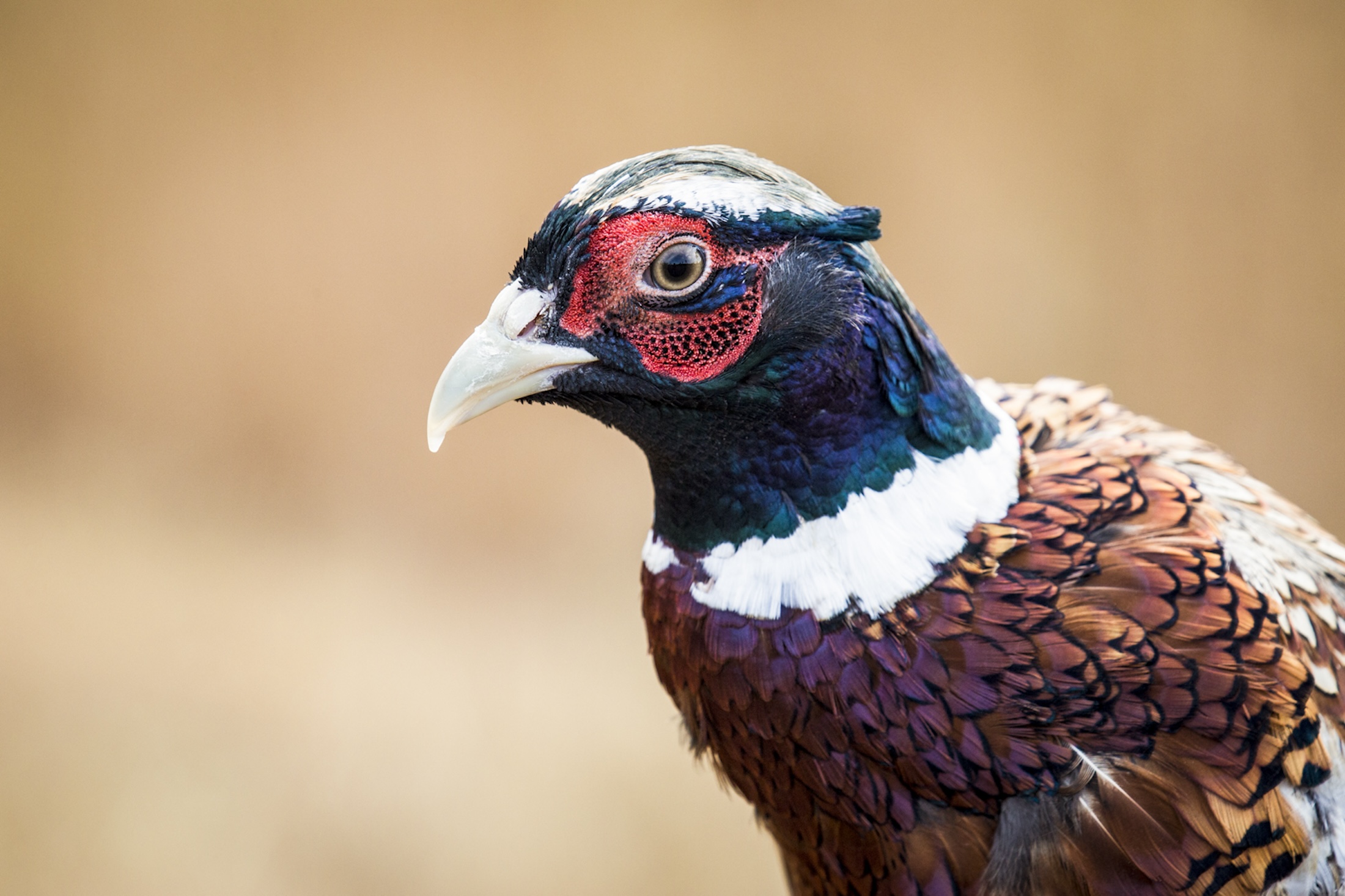 A close up view of a pheasant.