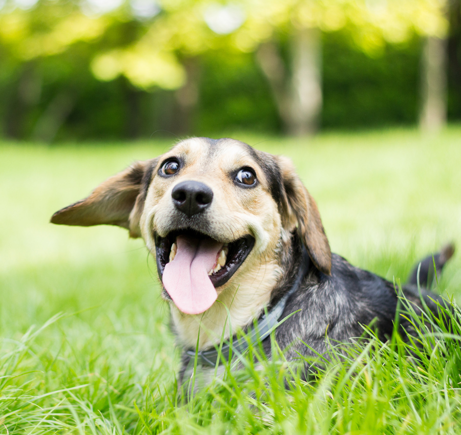 A puppy playing in the grass with its tongue out.