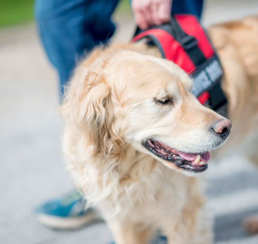 A golden retriever service dog wearing a red vest leading its owner.