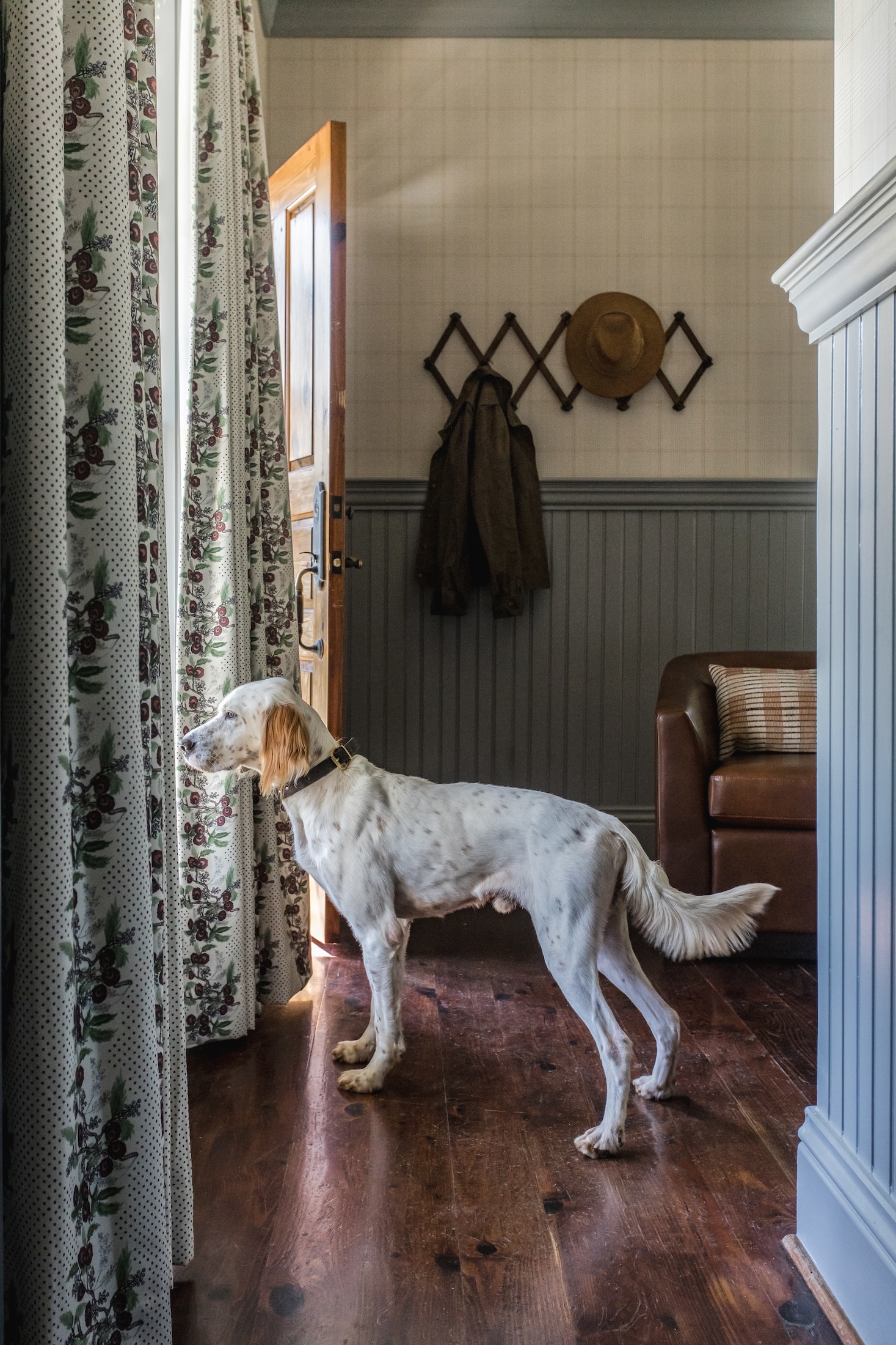 A dog looks out of a window of a cottage at Barnsley Resort.