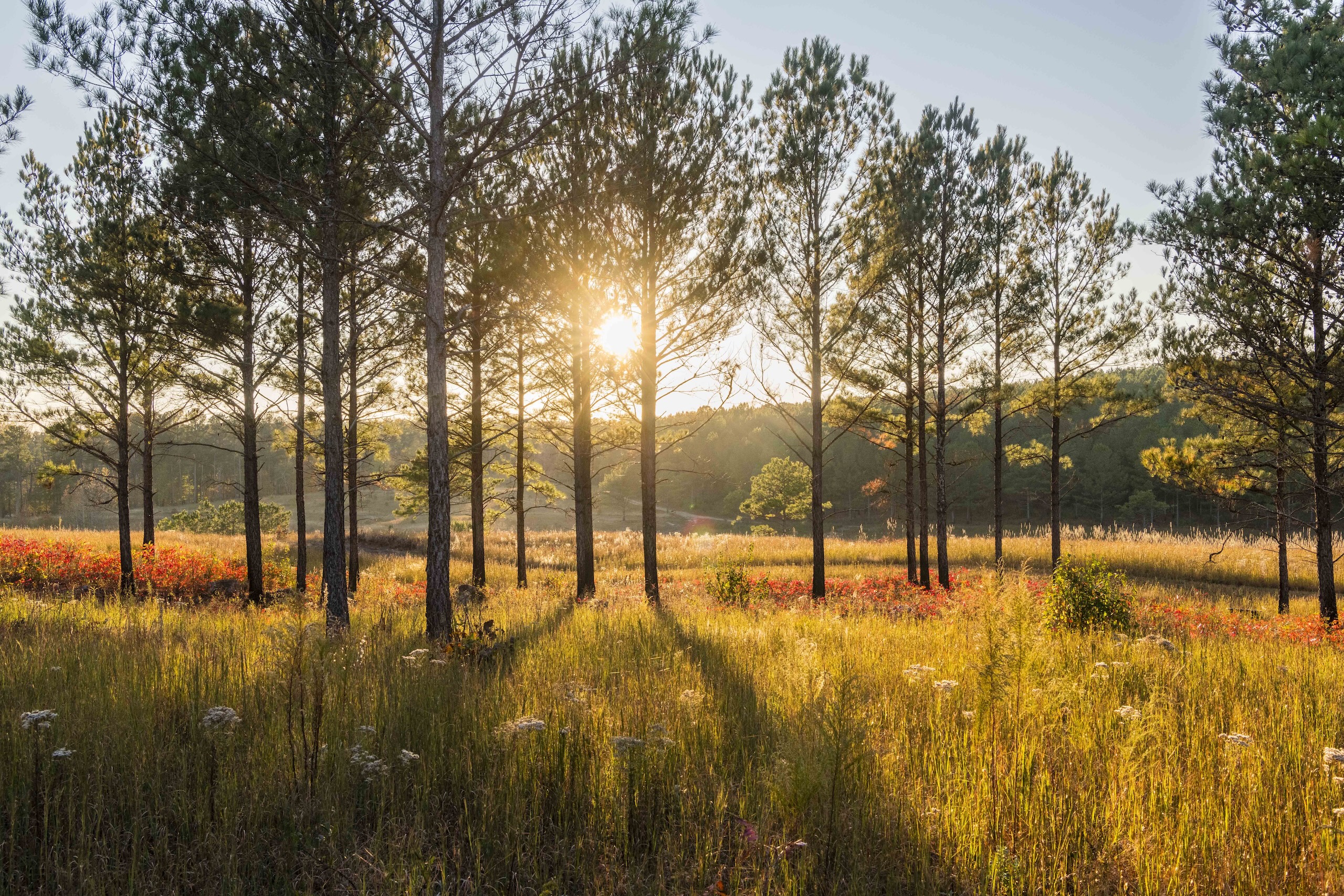 Golden sunlight cuts through trees, casting long shadows on a field at Beretta Shooting Grounds.