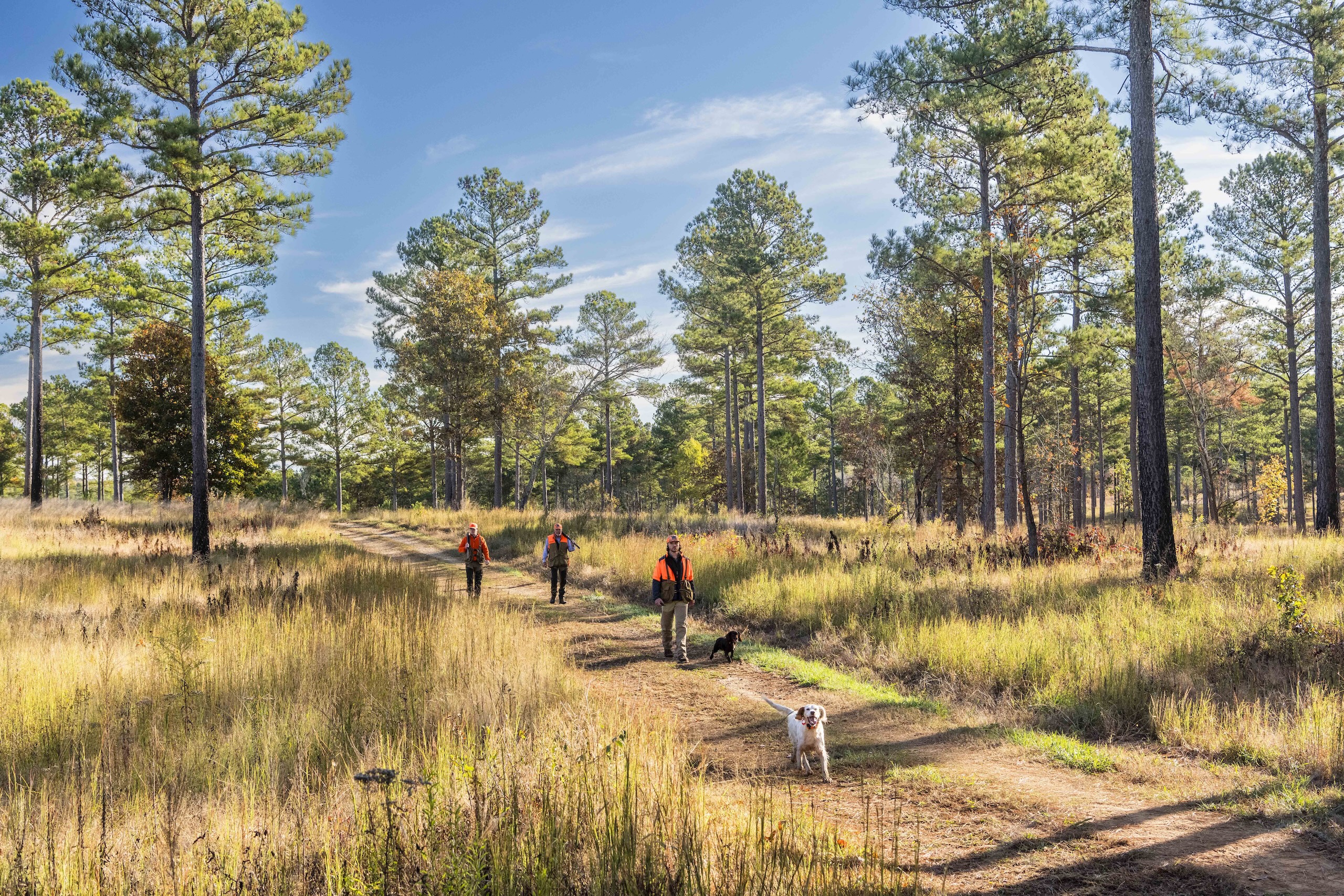 Three hunters walking along a tree-lined trail on Beretta Shooting Grounds on a sunny day. Two hunting dogs run ahead.