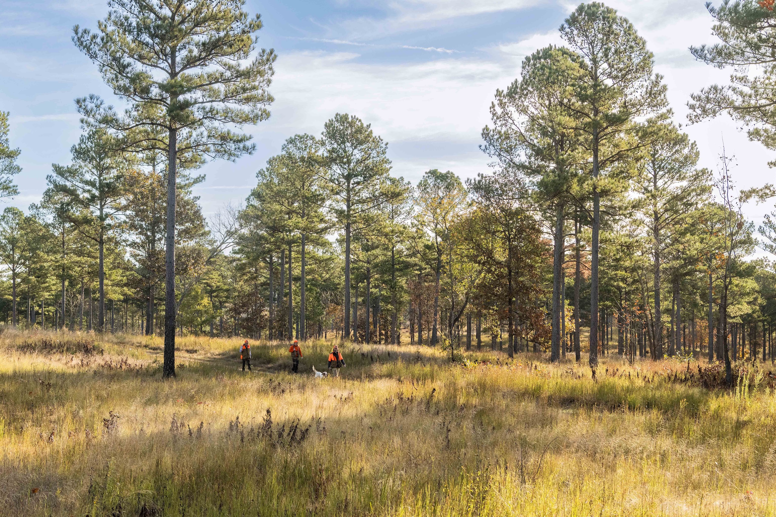 Three hunters and a dog walking along a tree-lined trail on Beretta Shooting Grounds on a sunny day.