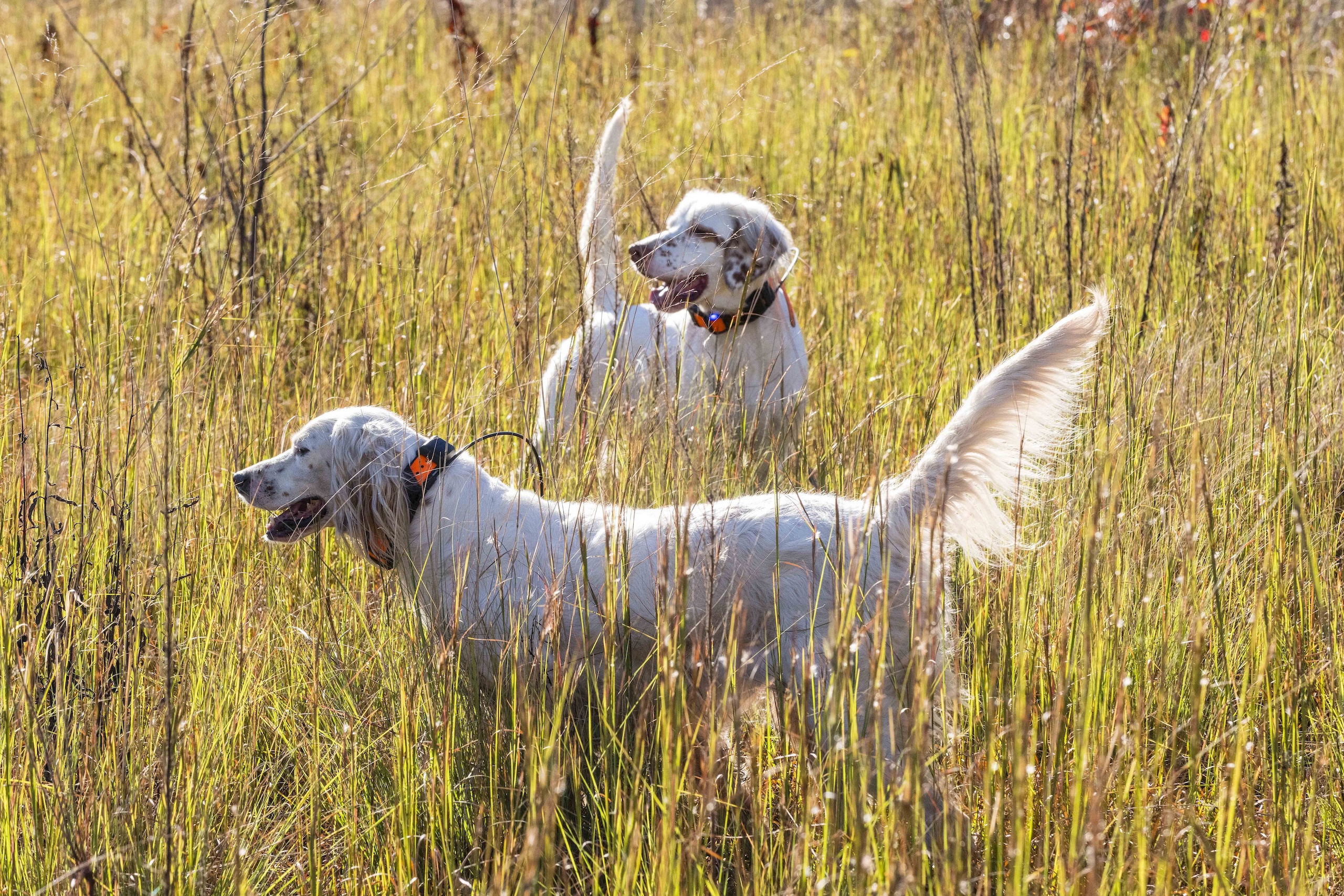 Two hunting dogs in tall grass with warm sunlight.